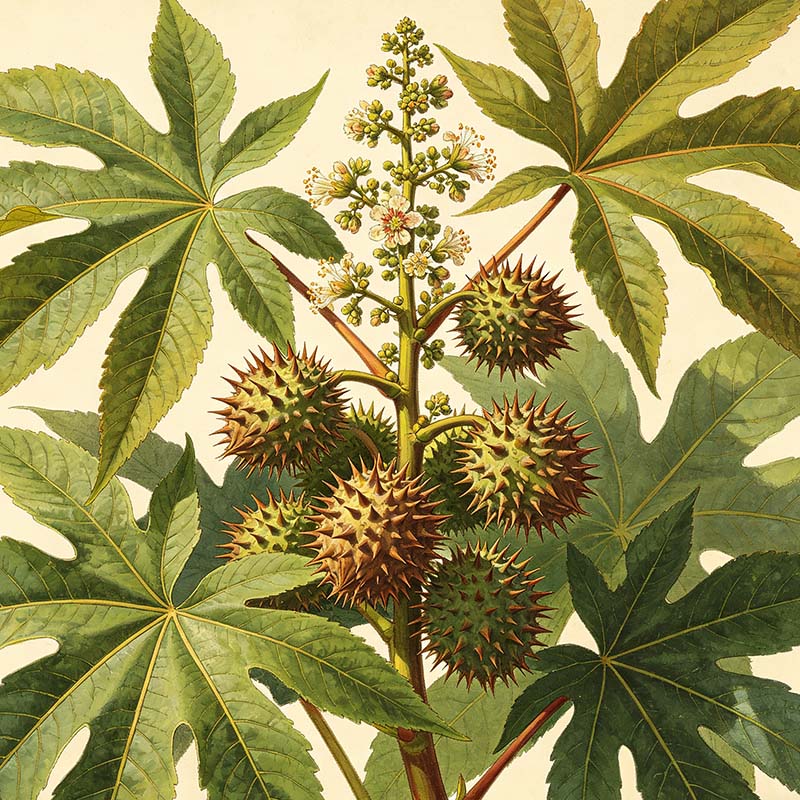 Castor Bean