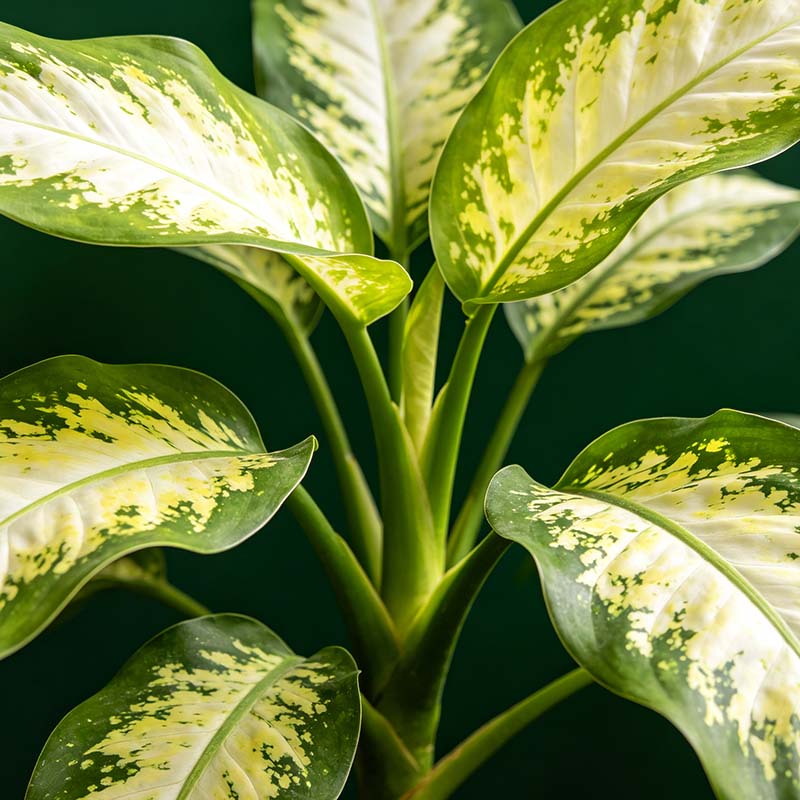 Dieffenbachia