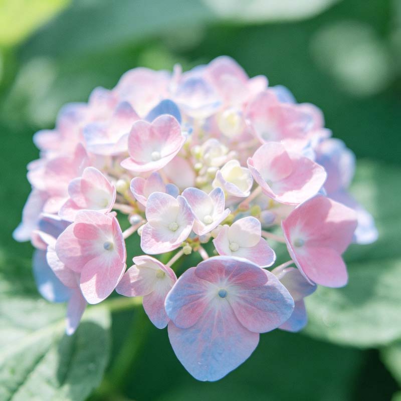 Hydrangea