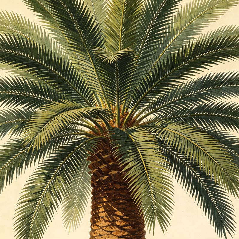 Sago Palm